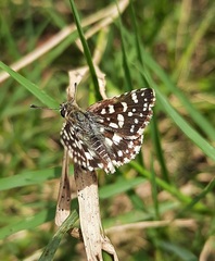 Spialia galba