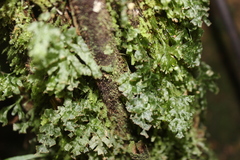 Trichomanes venosum