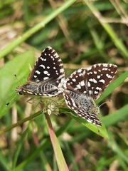 Spialia galba