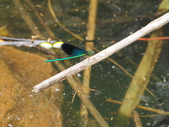 Matrona basilaris