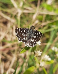 Spialia galba