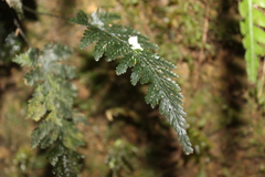 Abrodictyum elongatum