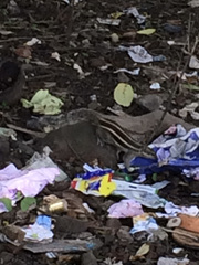 Funambulus pennantii