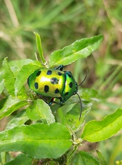 Chrysocoris purpureus
