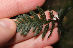 Abrodictyum elongatum