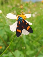 Cyanopepla arrogans