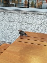 Sturnus vulgaris