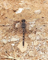 Bradinopyga geminata
