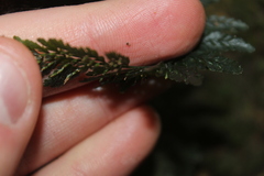 Abrodictyum elongatum