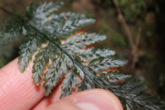 Abrodictyum elongatum