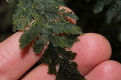 Abrodictyum elongatum