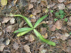 Gentiana macrophylla