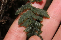 Abrodictyum elongatum