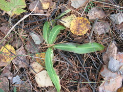 Gentiana macrophylla