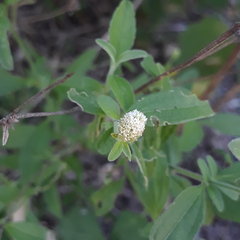 Isocarpha oppositifolia