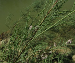 Tamarix ramosissima