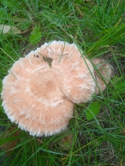Lactarius torminosus