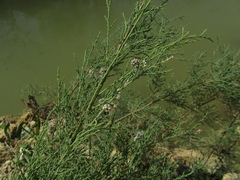 Tamarix ramosissima