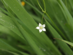 Stellaria alsine