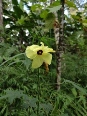 Abelmoschus moschatus