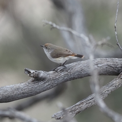 Acanthiza uropygialis