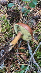Imleria badia
