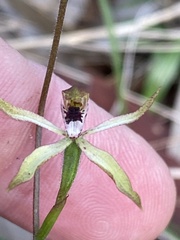 Caladenia transitoria