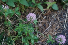 Trifolium pratense