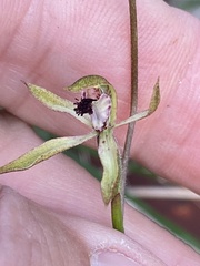 Caladenia transitoria