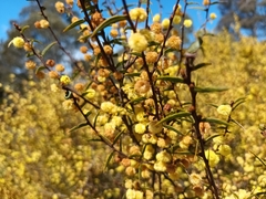 Acacia siculiformis