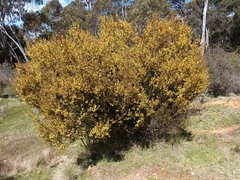 Acacia siculiformis