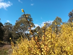 Acacia siculiformis