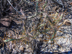 Cylindropuntia molesta molesta