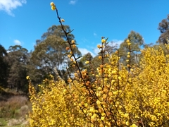 Acacia siculiformis