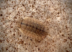Isopoda
