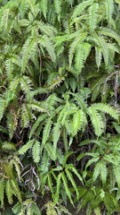 Dicranopteris linearis