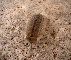 Isopoda