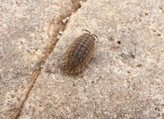 Isopoda
