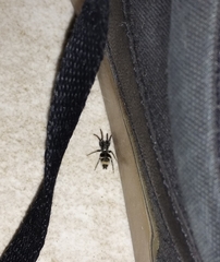 Latonigena auricomis