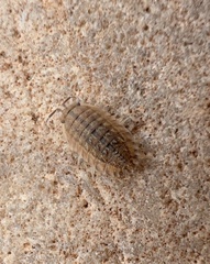 Isopoda