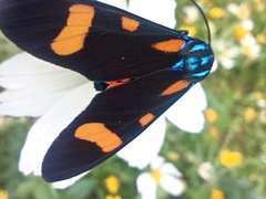 Cyanopepla arrogans