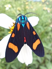 Cyanopepla arrogans