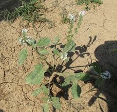 Heliotropium ellipticum