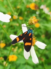 Cyanopepla arrogans