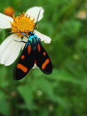 Cyanopepla arrogans