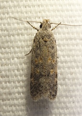 Gelechiini