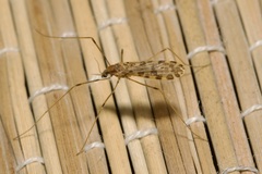 Ilisia maculata