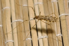 Ilisia maculata