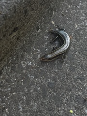 Plestiodon finitimus