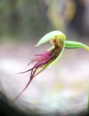 Calochilus paludosus